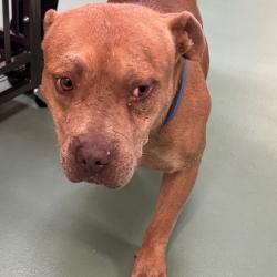 Shelter Stray Male Dog last seen , 2350 Appling City Cove, Memphis, TN 38133, USA