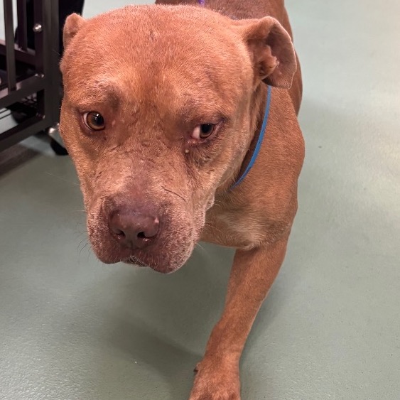 Shelter Stray Male Dog last seen , 2350 Appling City Cove, Memphis, TN 38133, USA