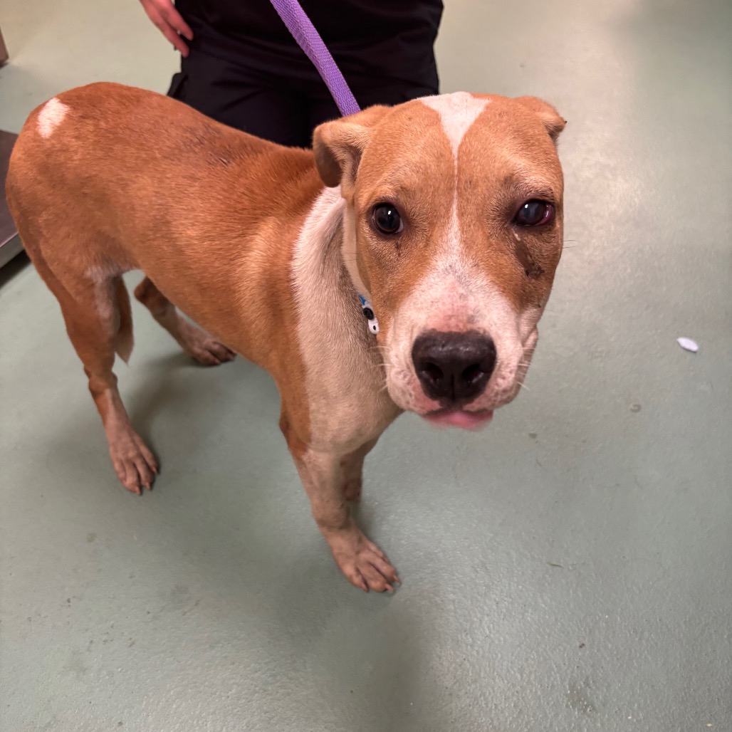 Shelter Stray Male Dog last seen , 2350 Appling City Cove, Memphis, TN 38133, USA