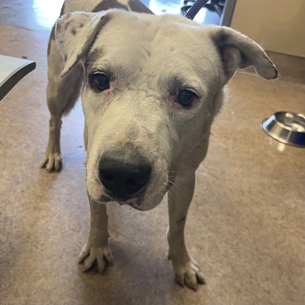 Shelter Stray Male Dog last seen , 4575 E Mesquite Ave, Palm Springs, CA 92264, USA