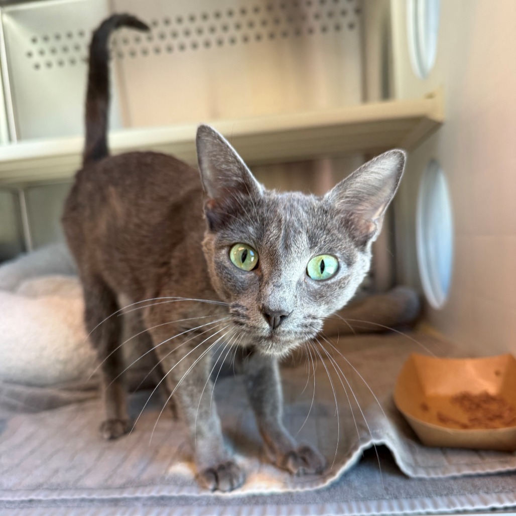 Shelter Stray Female Cat last seen , 3428 S Jenkins Ave, Norman, OK 73072, USA