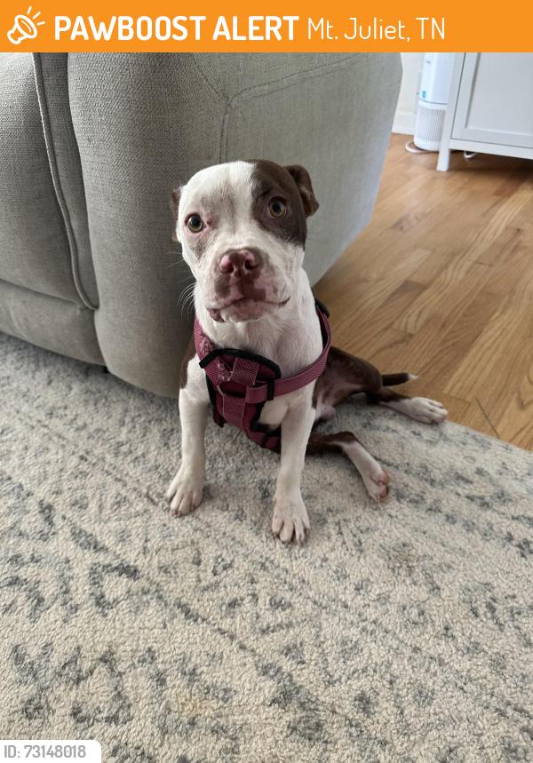 Found/Stray Male Dog last seen Tate lane, Mt. Juliet, TN 37122