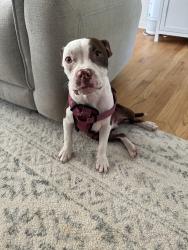 Found/Stray Male Dog last seen Tate lane, Mt. Juliet, TN 37122