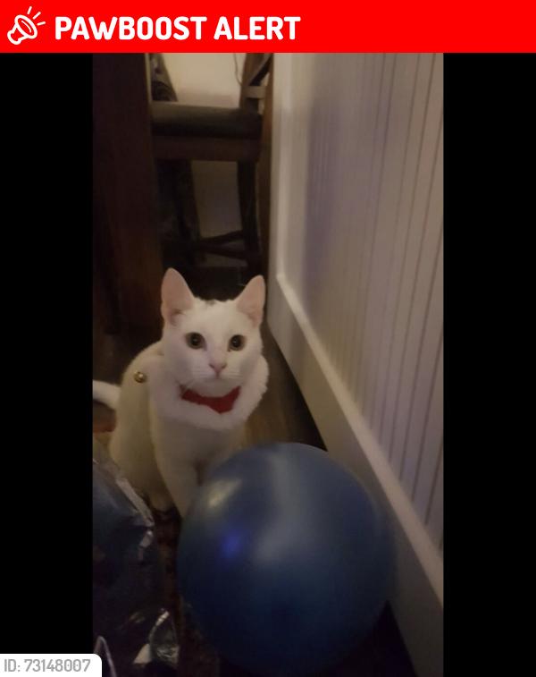 Lost Female Cat last seen St John's Road, Greater London, England TW7 6PP