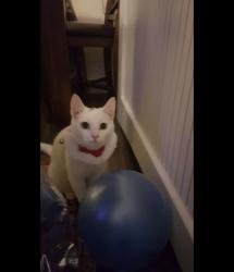 Lost Female Cat last seen St John's Road, Greater London, England TW7 6PP