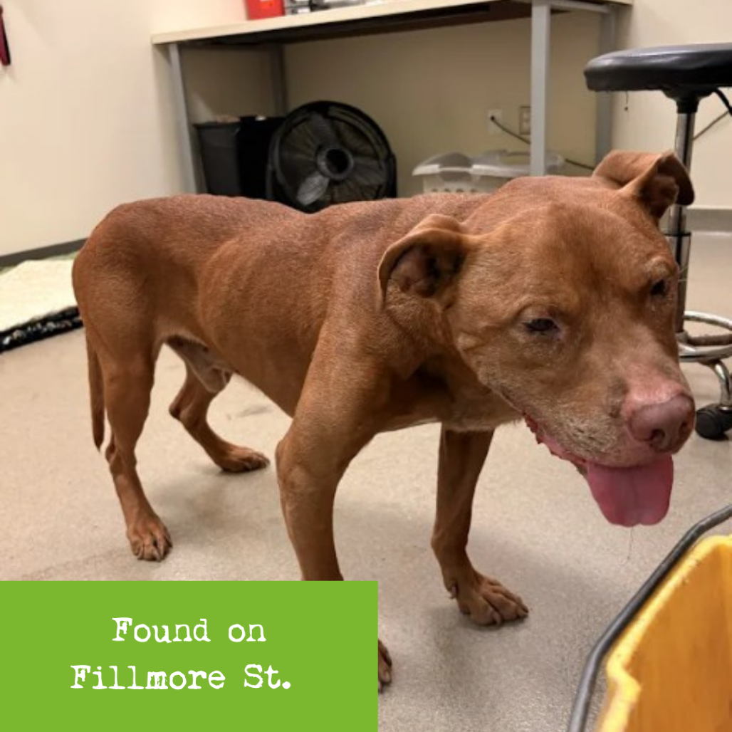 Shelter Stray Male Dog last seen , 1211 Old Graves Mill Rd, Lynchburg, VA 24502, USA