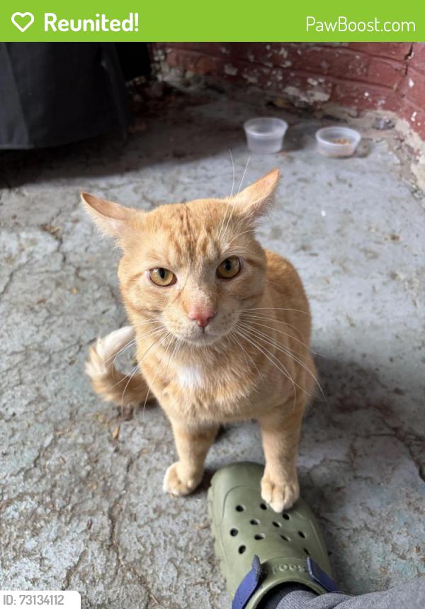 Reunited Male Cat last seen notre-dame and pie ix boulevard, Montréal, QC H1V 2B9