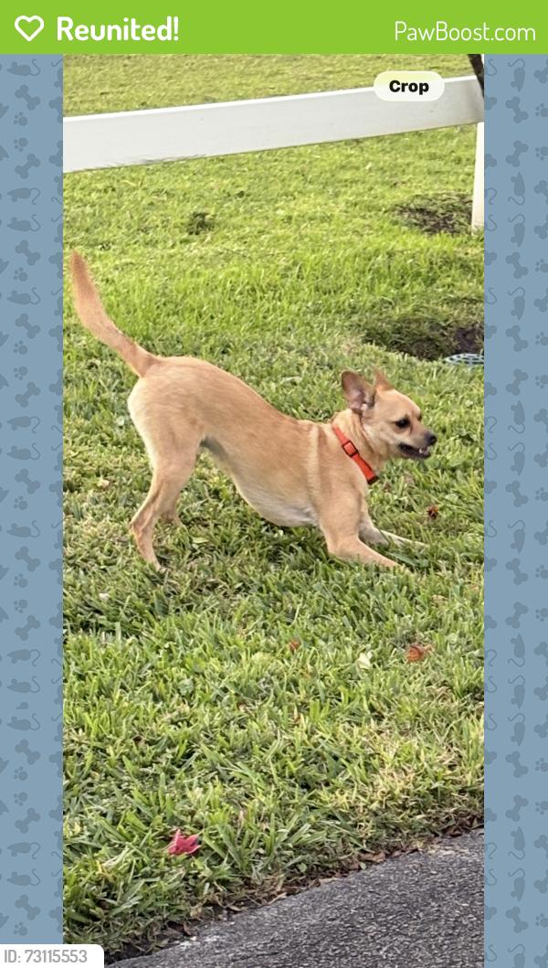 Reunited Male Dog last seen Palm Bch. Point Blvd & Sunnyland Lane, Wellington, Wellington, FL 33414
