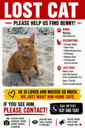 Lost Male Cat last seen Vista Park, Fort Lauderdale, FL 33308