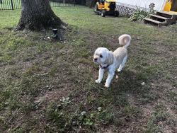 Lost Female Dog last seen Dover Rd and Paula Dr, Clarksville, TN 37042