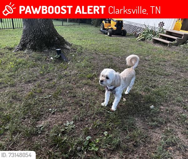 Lost Female Dog last seen Dover Rd and Paula Dr, Clarksville, TN 37042
