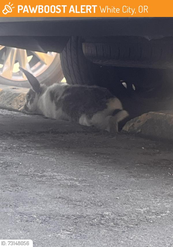 Found/Stray Unknown Rabbit last seen Bobbios Pizza, White City, OR 97524