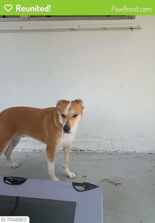 Reunited Male Dog last seen Lindell & Albatross, Delray Beach, FL 33444