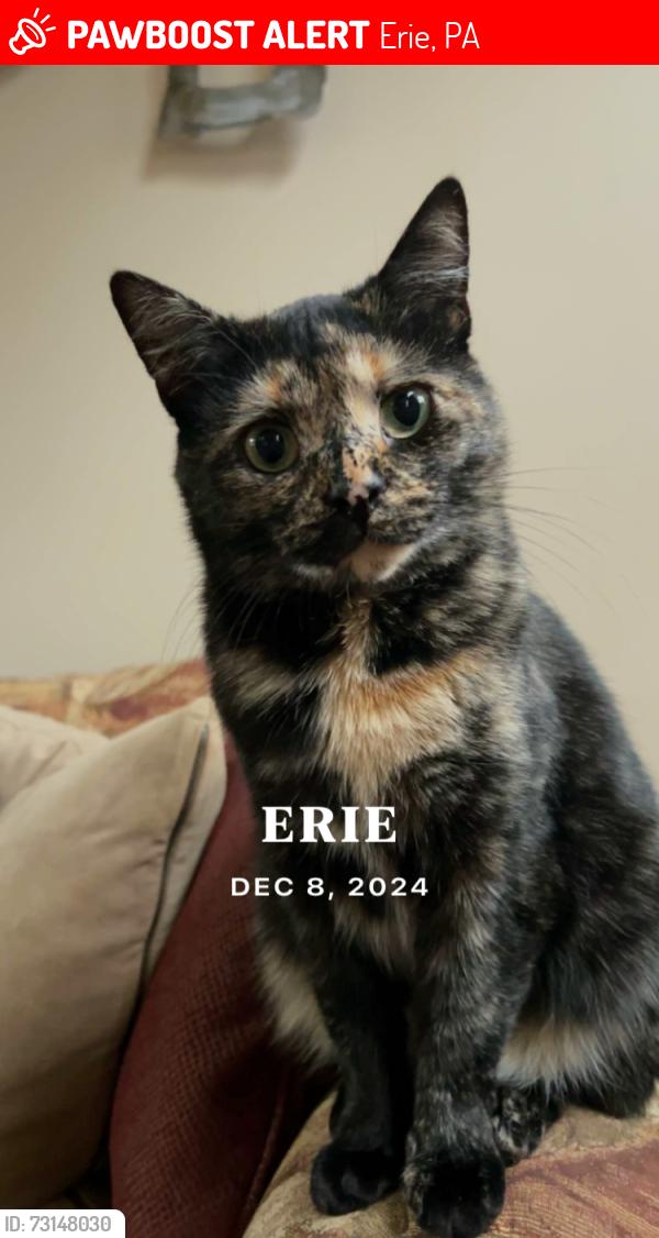 Lost Female Cat last seen Lake Pleasant, Mary Queen of Peace Cemetery area, Erie, PA 16509