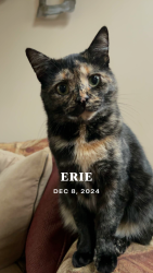 Lost Female Cat last seen Lake Pleasant, Mary Queen of Peace Cemetery area, Erie, PA 16509