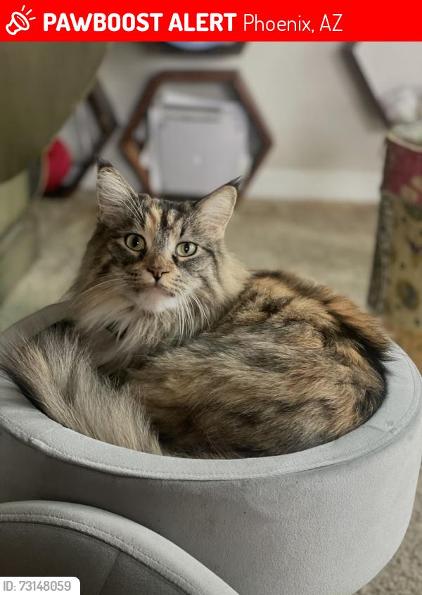 Lost Female Cat last seen Shade at Desert Ridge apmts across the street from Desert Ridge, Phoenix, AZ 85050
