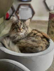 Lost Female Cat last seen Shade at Desert Ridge apmts across the street from Desert Ridge, Phoenix, AZ 85050
