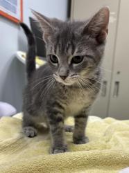 Shelter Stray Female Cat last seen , 593 Fairview Ave N, St Paul, MN 55104, USA