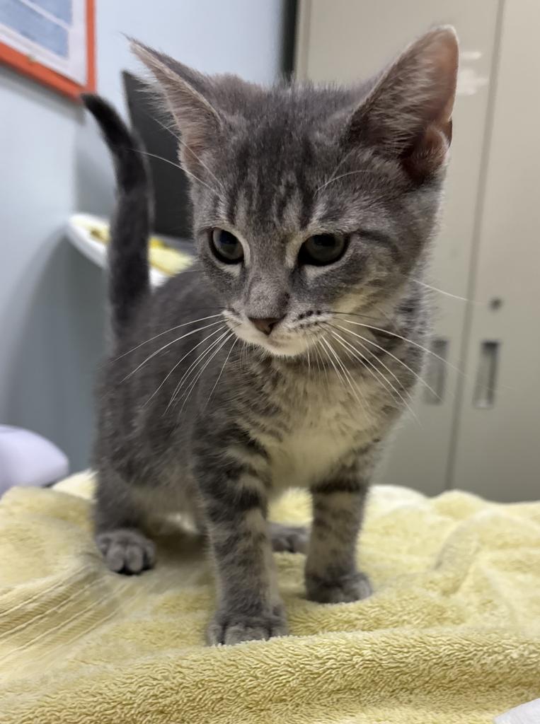 Shelter Stray Female Cat last seen , 593 Fairview Ave N, St Paul, MN 55104, USA