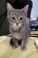 Shelter Stray Male Cat last seen , 593 Fairview Ave N, St Paul, MN 55104, USA