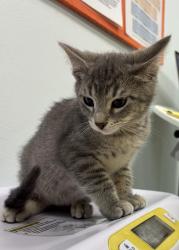 Shelter Stray Male Cat last seen , 593 Fairview Ave N, St Paul, MN 55104, USA