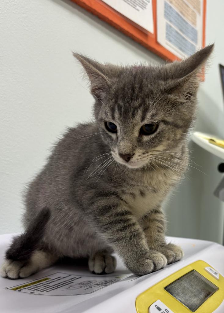 Shelter Stray Male Cat last seen , 593 Fairview Ave N, St Paul, MN 55104, USA
