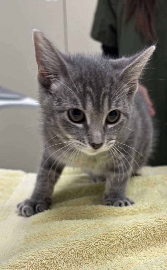 Shelter Stray Female Cat last seen , 593 Fairview Ave N, St Paul, MN 55104, USA