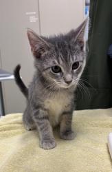 Shelter Stray Male Cat last seen , 593 Fairview Ave N, St Paul, MN 55104, USA