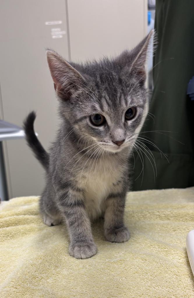 Shelter Stray Male Cat last seen , 593 Fairview Ave N, St Paul, MN 55104, USA