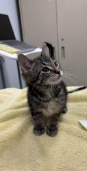 Shelter Stray Female Cat last seen , 593 Fairview Ave N, St Paul, MN 55104, USA