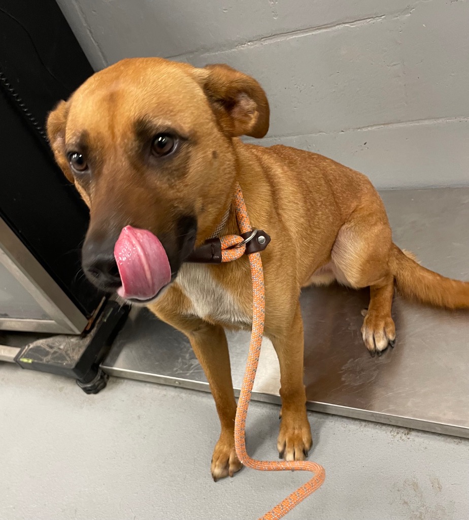Shelter Stray Male Dog last seen Midwest City, 8485 E Reno Ave, Midwest City, OK 73110, USA