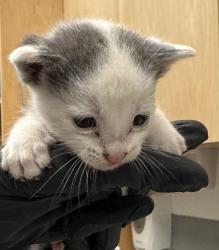 Shelter Stray Female Cat last seen Midwest City, 8485 E Reno Ave, Midwest City, OK 73110, USA