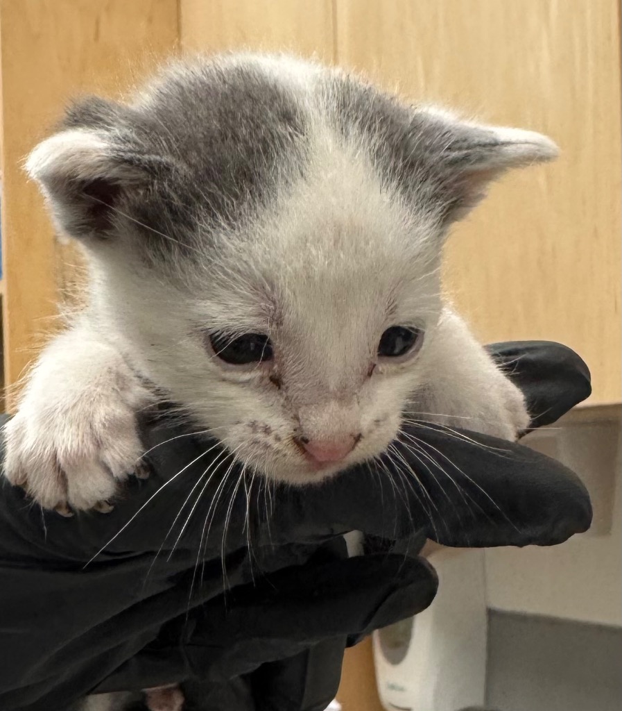 Shelter Stray Female Cat last seen Midwest City, 8485 E Reno Ave, Midwest City, OK 73110, USA