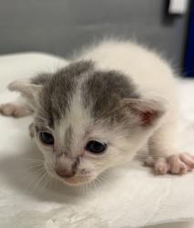 Shelter Stray Male Cat last seen Forest park, 8485 E Reno Ave, Midwest City, OK 73110, USA