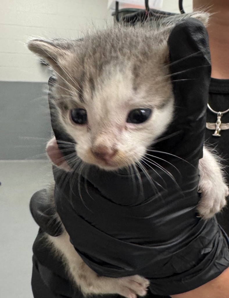 Shelter Stray Male Cat last seen Midwest City, 8485 E Reno Ave, Midwest City, OK 73110, USA