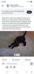 Lost Female Cat last seen Weslo Dr & Fennell Dr, Kernersville, NC 27284