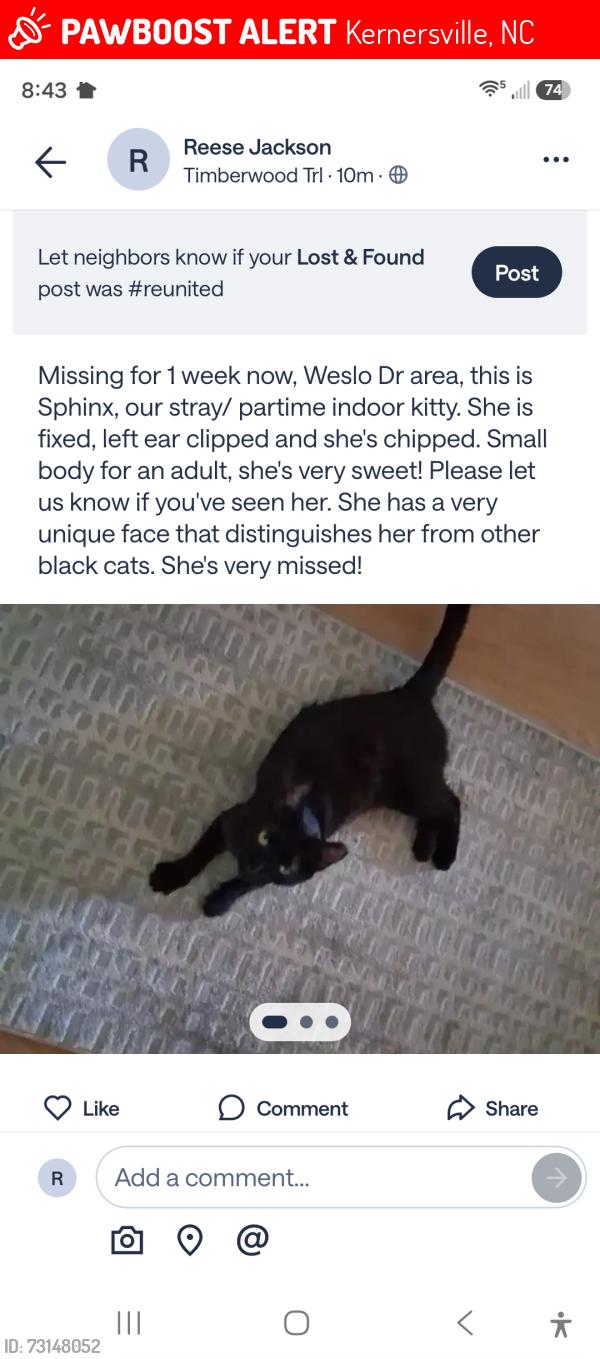 Lost Female Cat last seen Weslo Dr & Fennell Dr, Kernersville, NC 27284