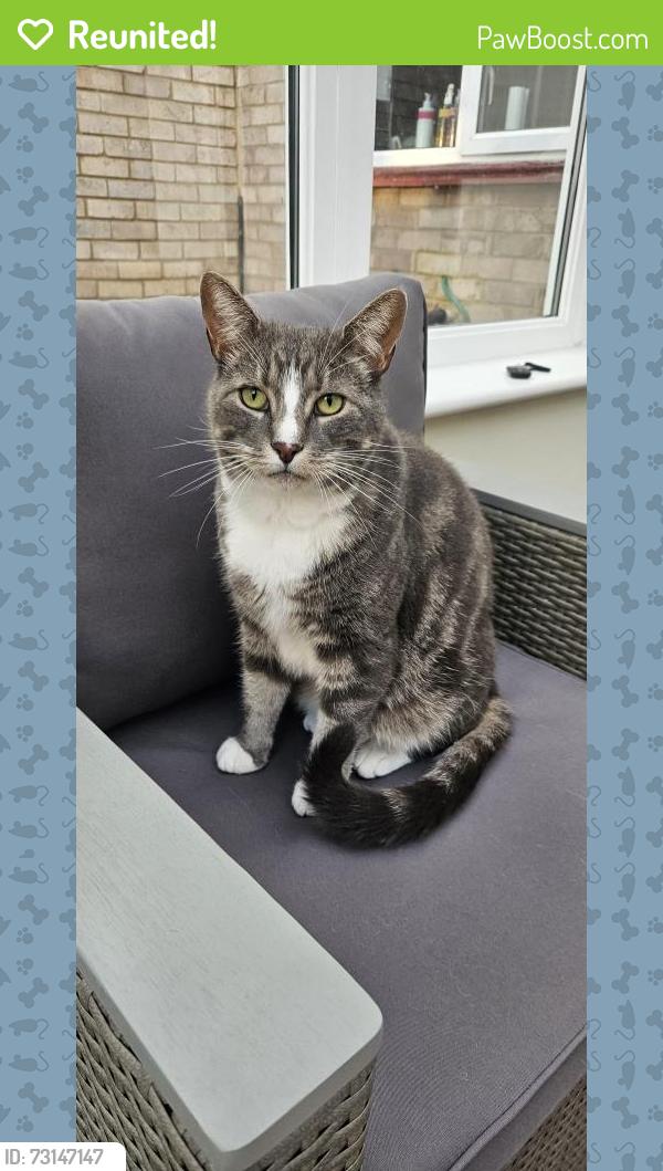 Reunited Male Cat last seen Near Chestnut Crescent, Shinfield, England RG2 9HA