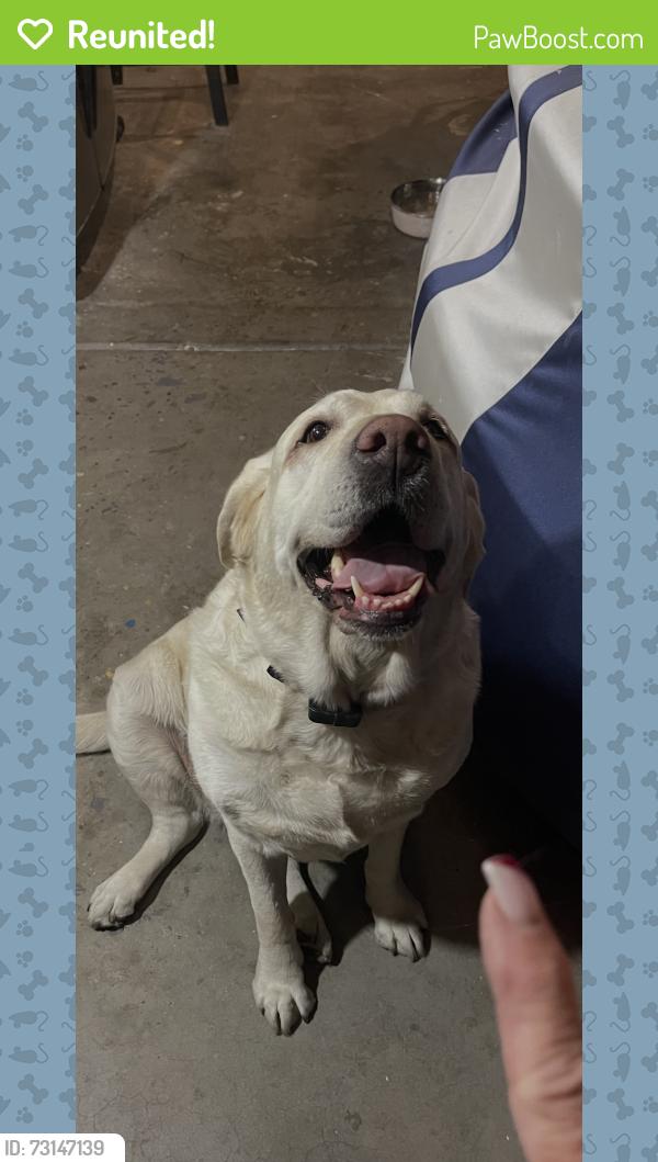 Reunited Female Dog last seen N Rainbow Blvd & Vegas Drive, Las Vegas, NV 89108
