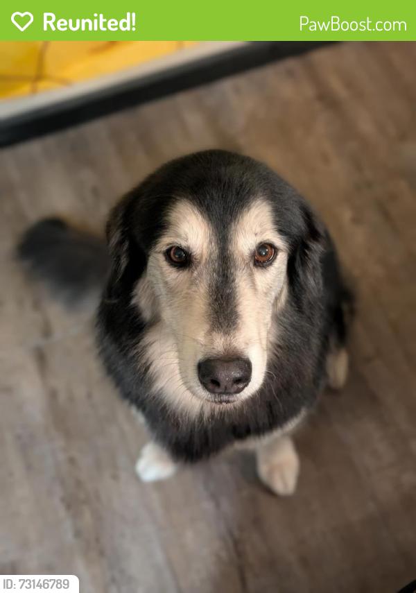 Reunited Male Dog last seen University and Lindsey, Mesa, AZ 85213
