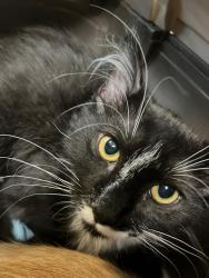 Shelter Stray Male Cat last seen Bexar County, 3353 Morningside Dr, New Braunfels, TX 78132, USA