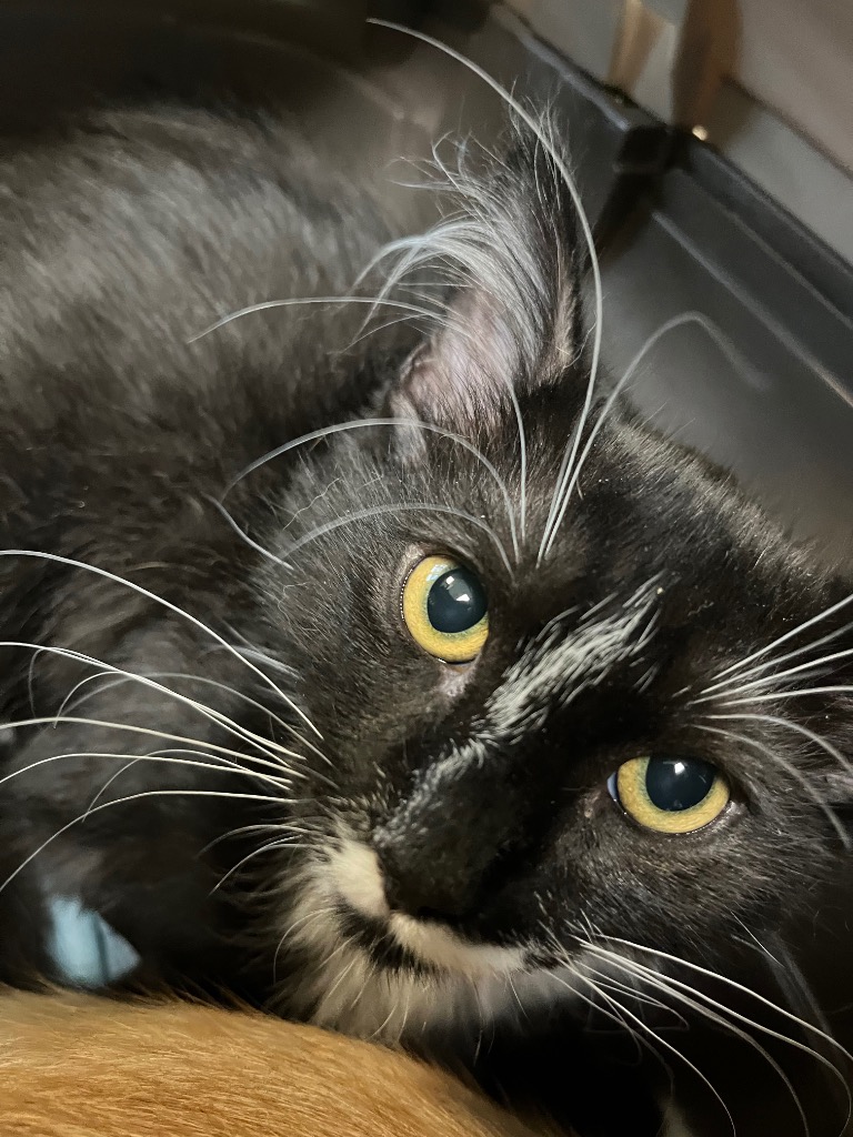 Shelter Stray Male Cat last seen Bexar County, 3353 Morningside Dr, New Braunfels, TX 78132, USA