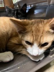 Shelter Stray Male Cat last seen Bexar County, 3353 Morningside Dr, New Braunfels, TX 78132, USA