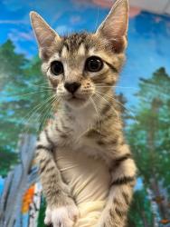Shelter Stray Male Cat last seen Bexar County, 3353 Morningside Dr, New Braunfels, TX 78132, USA