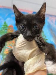 Shelter Stray Male Cat last seen Bexar County, 3353 Morningside Dr, New Braunfels, TX 78132, USA