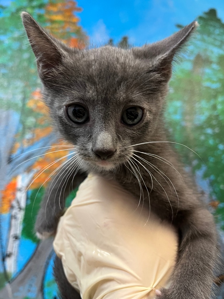 Shelter Stray Male Cat last seen Bexar County, 3353 Morningside Dr, New Braunfels, TX 78132, USA
