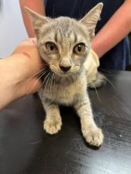 Shelter Stray Female Cat last seen Bexar County, 3353 Morningside Dr, New Braunfels, TX 78132, USA