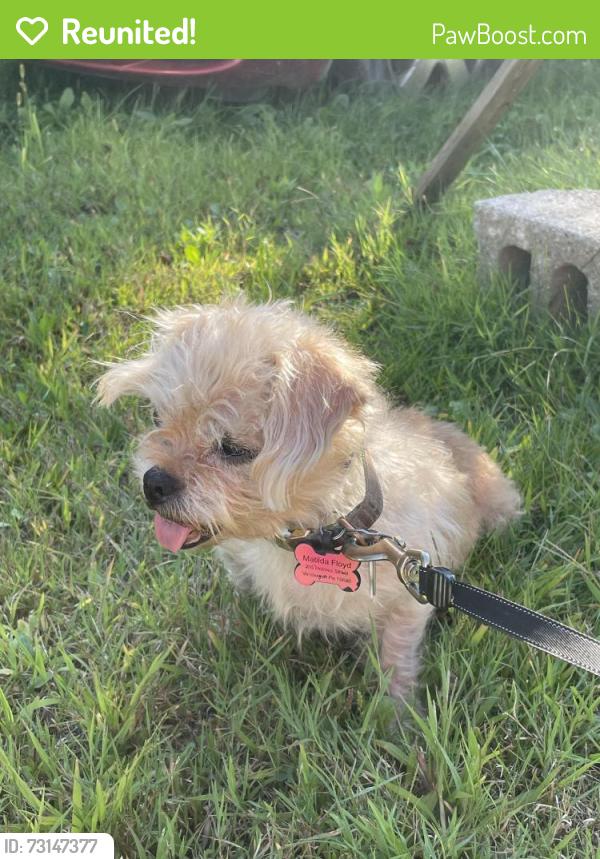 Reunited Female Dog last seen Near carter lane, Leechburg, PA 15656