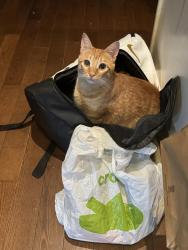 Lost Male Cat last seen Aspen springs and Bonnycastle, Clarington, ON 