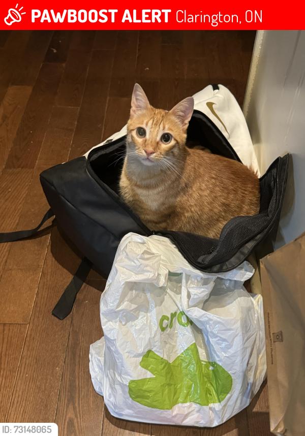 Lost Male Cat last seen Aspen springs and Bonnycastle, Clarington, ON 